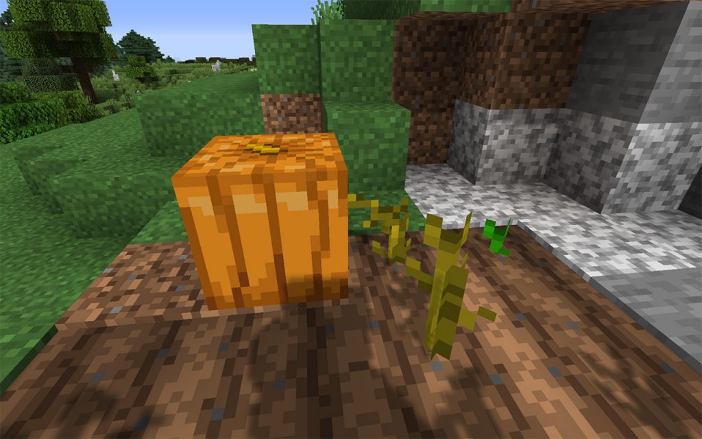 Minecraft pumpkin growing in farmland soil.